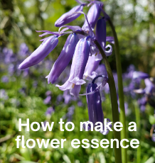 How to make a flower essence