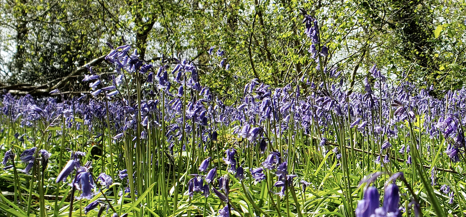 Bluebell Woods Bluebell Woods