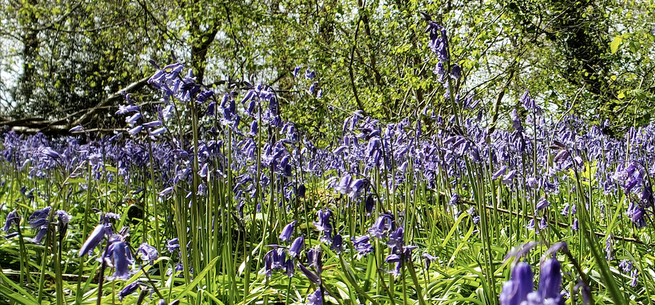 Bluebell Woods