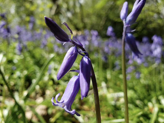 Screenshot 2021-06-14 at 10.50.02 English Bluebell