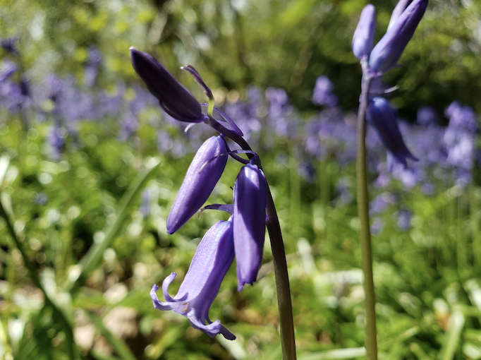 English Bluebell