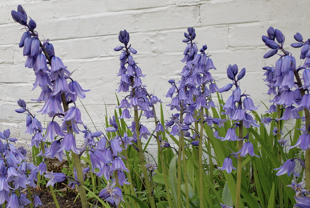 Screenshot 2021-06-14 at 10.56.00 Spanish bluebells