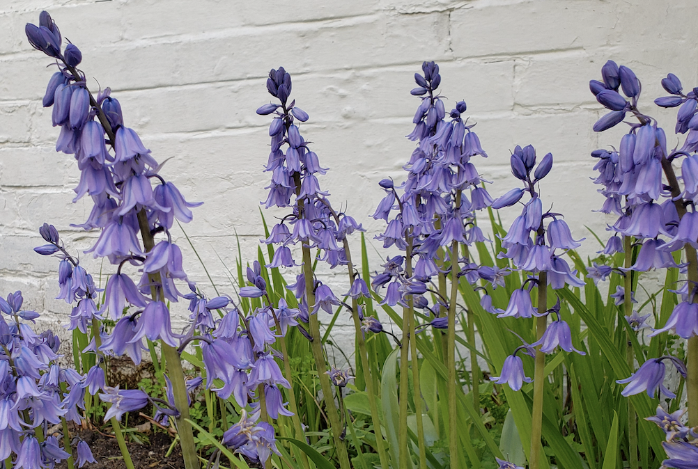 Spanish bluebells