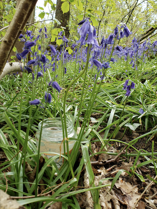 Screenshot 2021-06-14 at 12.00.55 Making bluebell flower essence