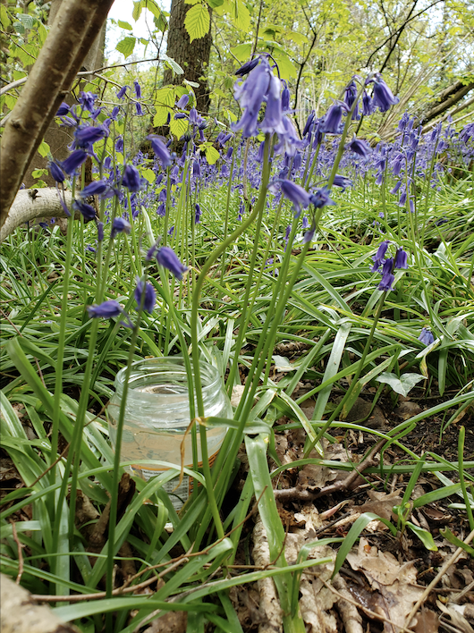 Making bluebell flower essence