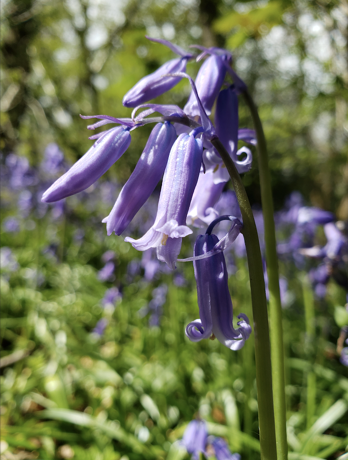 Screenshot 2021-06-14 at 12.42.44 Bluebell