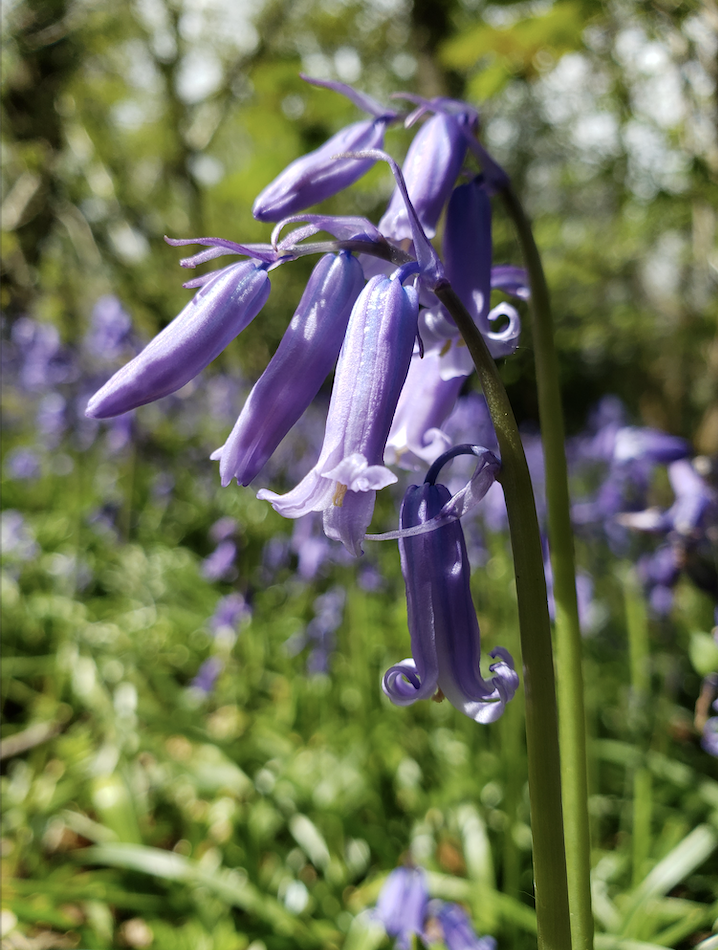 Bluebell