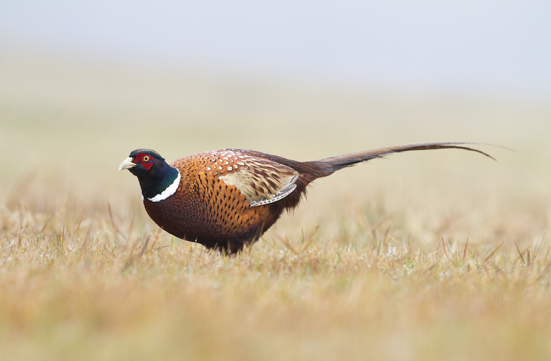 Unpleasant pheasant